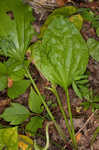 Blackseed plaintain